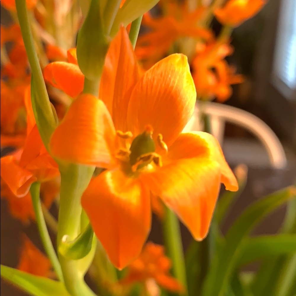 Meet your Posher, Ellie